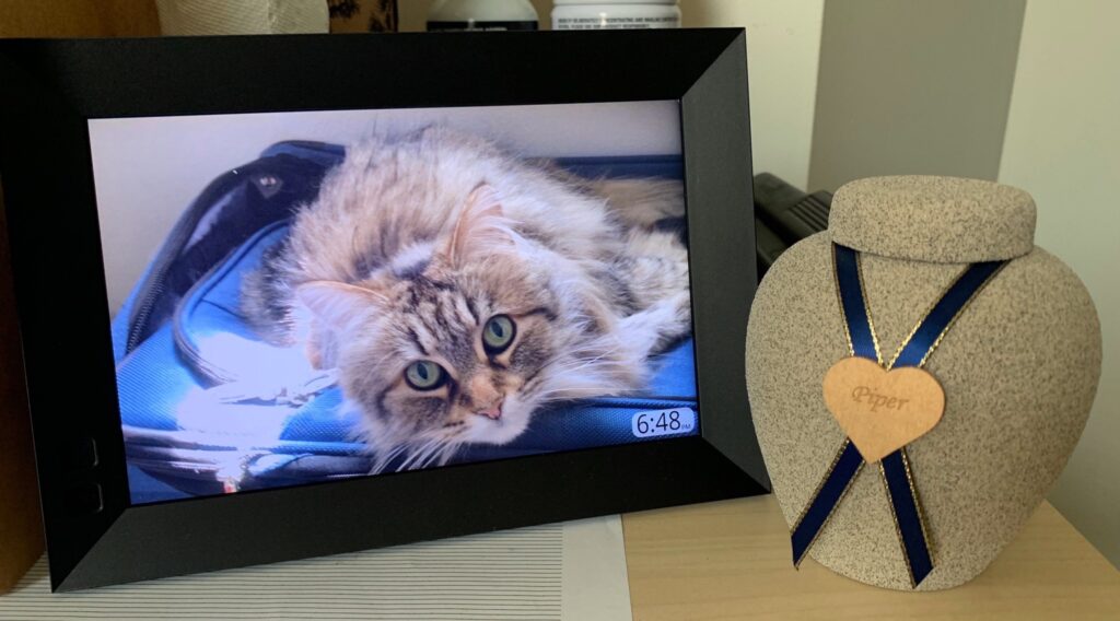 a digital photo frame showing a photo of a tiger-striped medium hair cat laying on a zippered suitcase and looking up at the camera. next to it is a earthenware urn with a blue and gold ribbon and a gold heart emblazoned with the name "Piper"